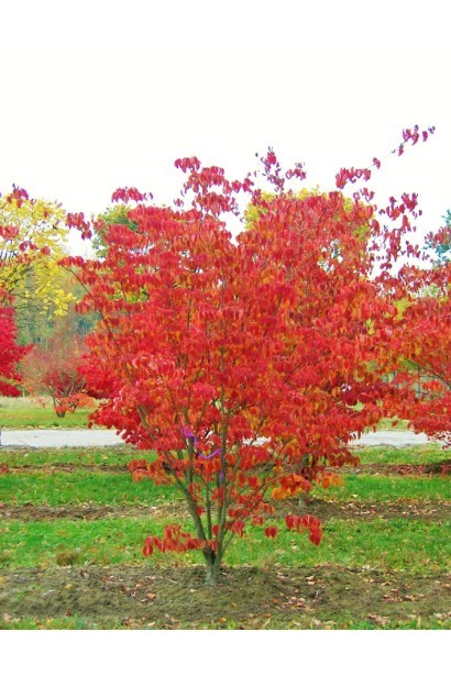 Дерен Коуза китайський червоне листя восени